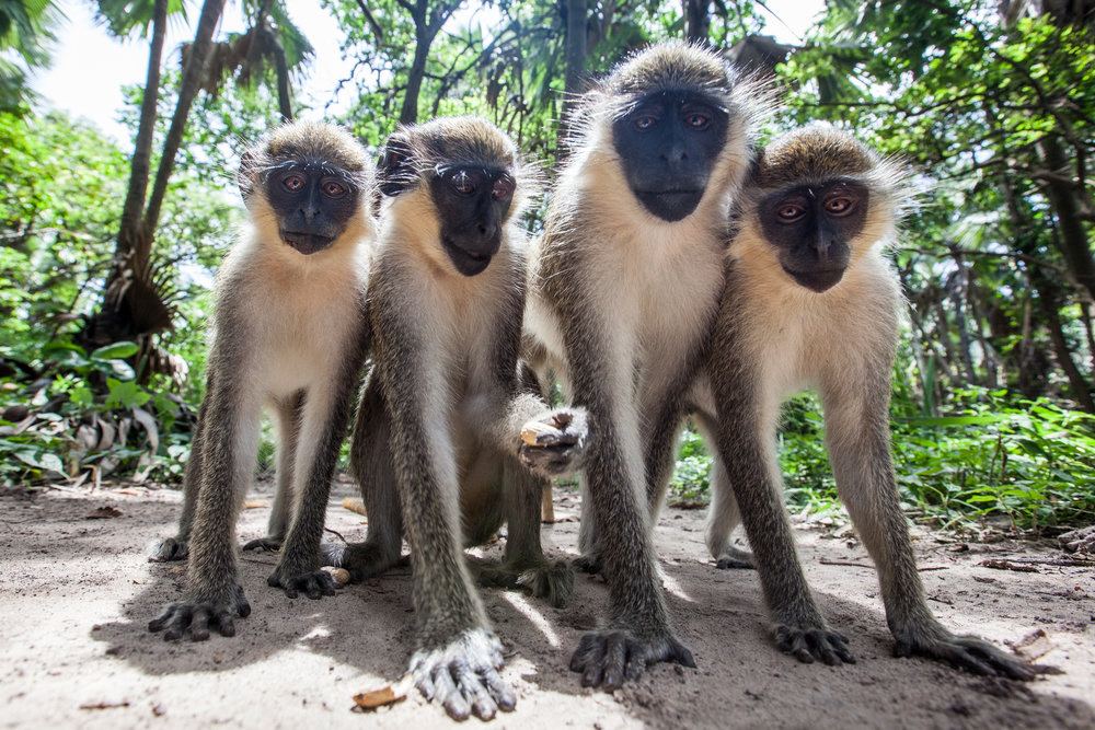 Groene meerkatten in Monkey Town