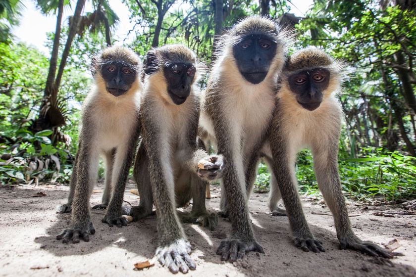 Monkey Town